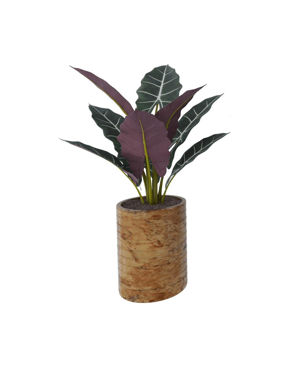 Syngonium pink spot
